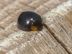 Parexochomus nigromaculatus