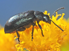 Gastrida abdominalis