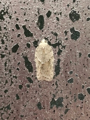 Acleris logiana