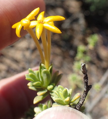Lasiosiphon deserticola