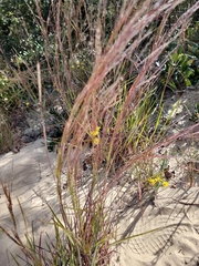 Aristida purpurea