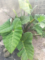 Xanthosoma