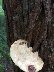 Vanderbylia robiniophila