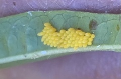 Hippodamia convergens