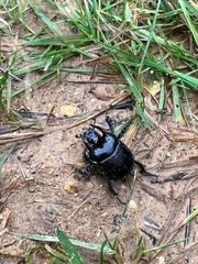 Typhaeus typhoeus