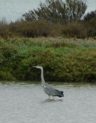 Ardea cinerea