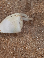 Latona sordida