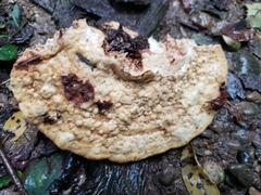 Vanderbylia robiniophila