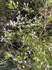 Baccharis angustifolia
