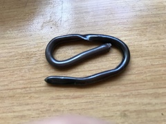 Afrotyphlops bibronii