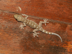 Gekko chinensis