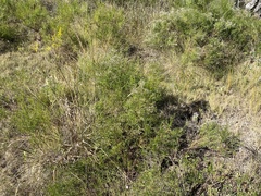 Baccharis angustifolia