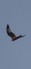 Milvus milvus