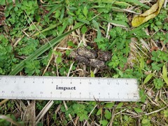 Trichosurus vulpecula