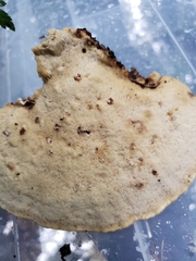 Vanderbylia robiniophila