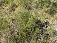 Baccharis angustifolia