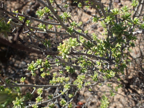Image of Lasiosiphon deserticola by no rights reserved