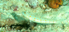 Valenciennea puellaris