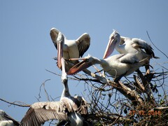 Pelecanus philippensis