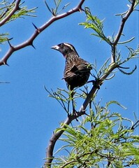 Leistes superciliaris