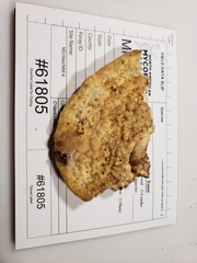 Vanderbylia robiniophila