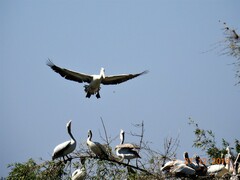 Pelecanus philippensis