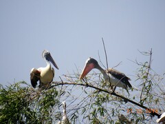 Pelecanus philippensis