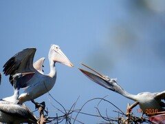 Pelecanus philippensis