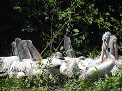 Pelecanus philippensis
