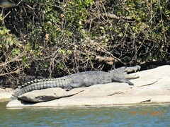 Crocodylus palustris
