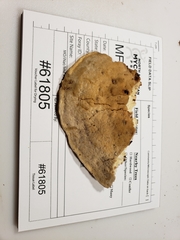 Vanderbylia robiniophila