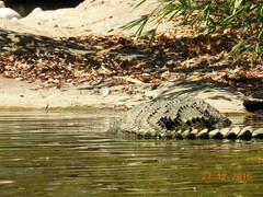 Crocodylus palustris