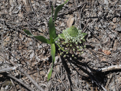 Schizocarphus nervosus