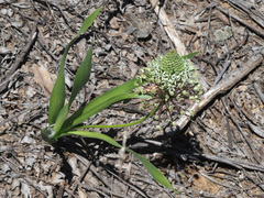 Schizocarphus nervosus