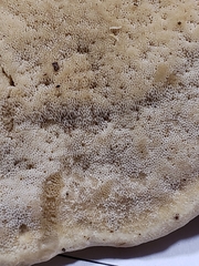 Vanderbylia robiniophila