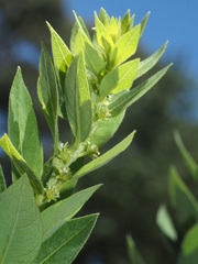 Clutia hirsuta