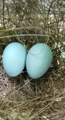 Zosterops ceylonensis