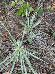 Yucca arkansana