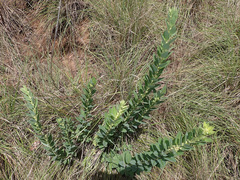 Clutia hirsuta