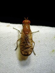Sciomyzidae
