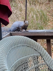 Sciurus carolinensis