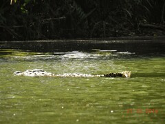 Crocodylus palustris