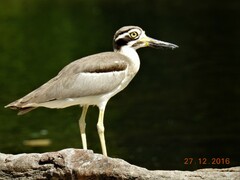 Esacus recurvirostris