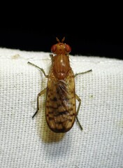 Sciomyzidae
