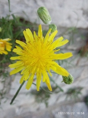 Sonchus tenerrimus