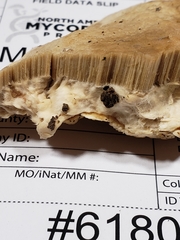 Vanderbylia robiniophila