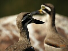 Esacus recurvirostris