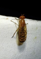 Sciomyzidae