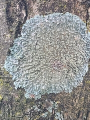 Punctelia subrudecta