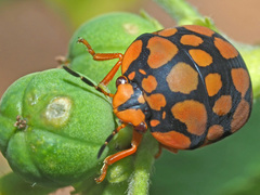 Steganocerus multipunctatus
